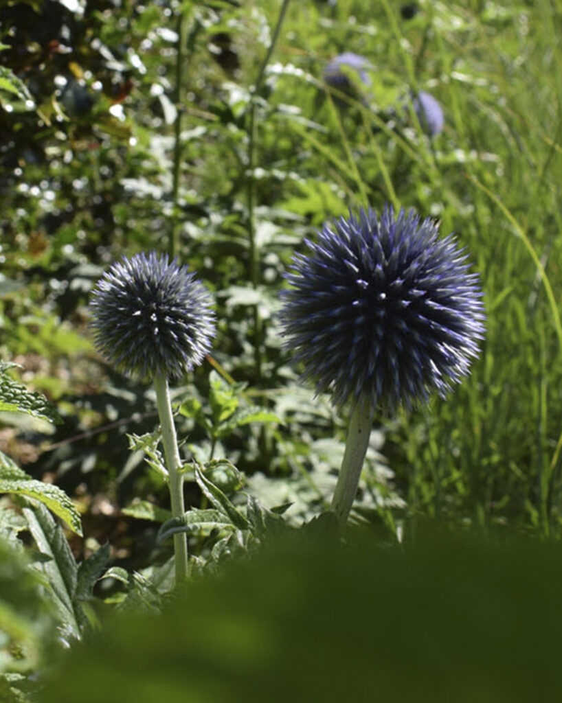 Architectural blue globe-shaped allium flowers rising above lush green foliage in a naturalistic garden border