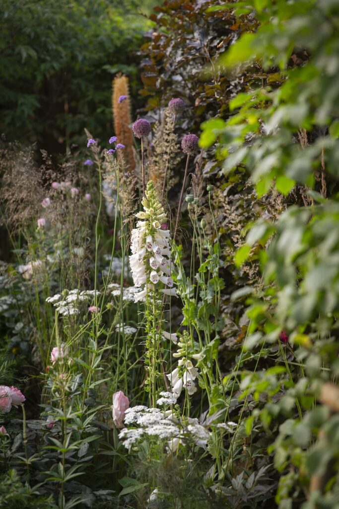Tim-jennings-garden-designer-cambridge-layering-perennials-blog-flowers
