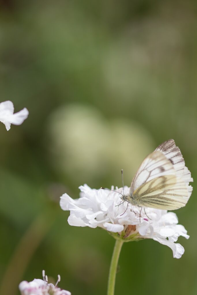 Tim Jennings Garden Designer Cambridge Creating Wildlife Havens Blog Butterfly