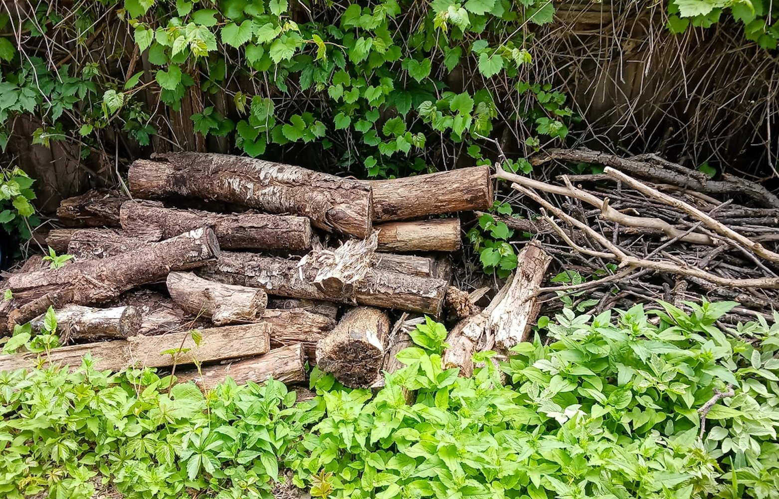 Tim Jennings Garden-Designer Cambridge creating wildlife haven-blog wood and branches.
