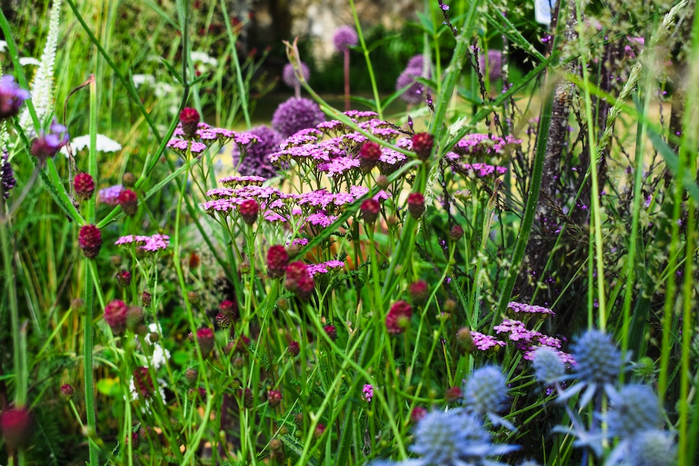 Tim Jennings garden designer Cambridge gardens that nurture blog naturalistic-achillea sanguisorba
